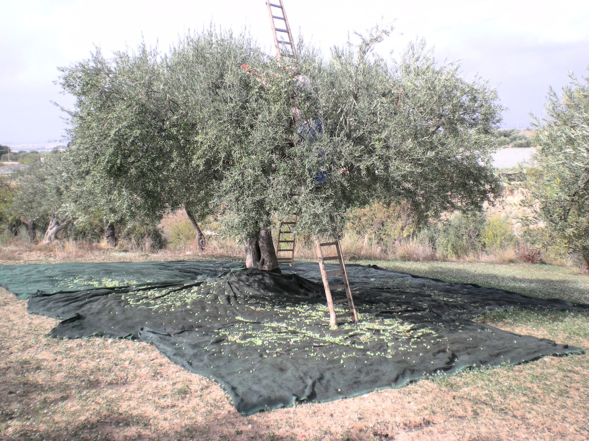 Raccolta delle olive sotto un ulivo