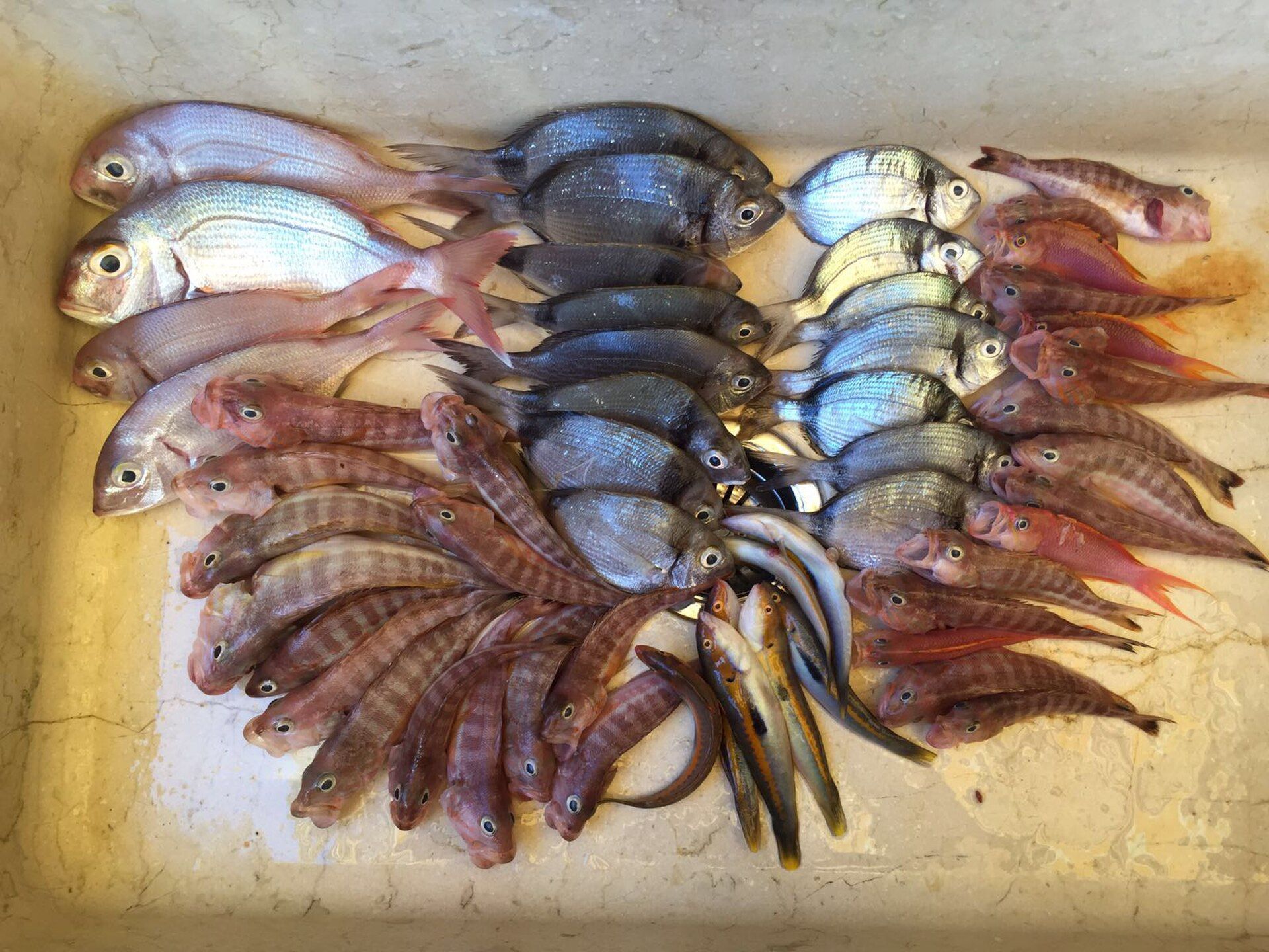 Pescheria di Trapani
