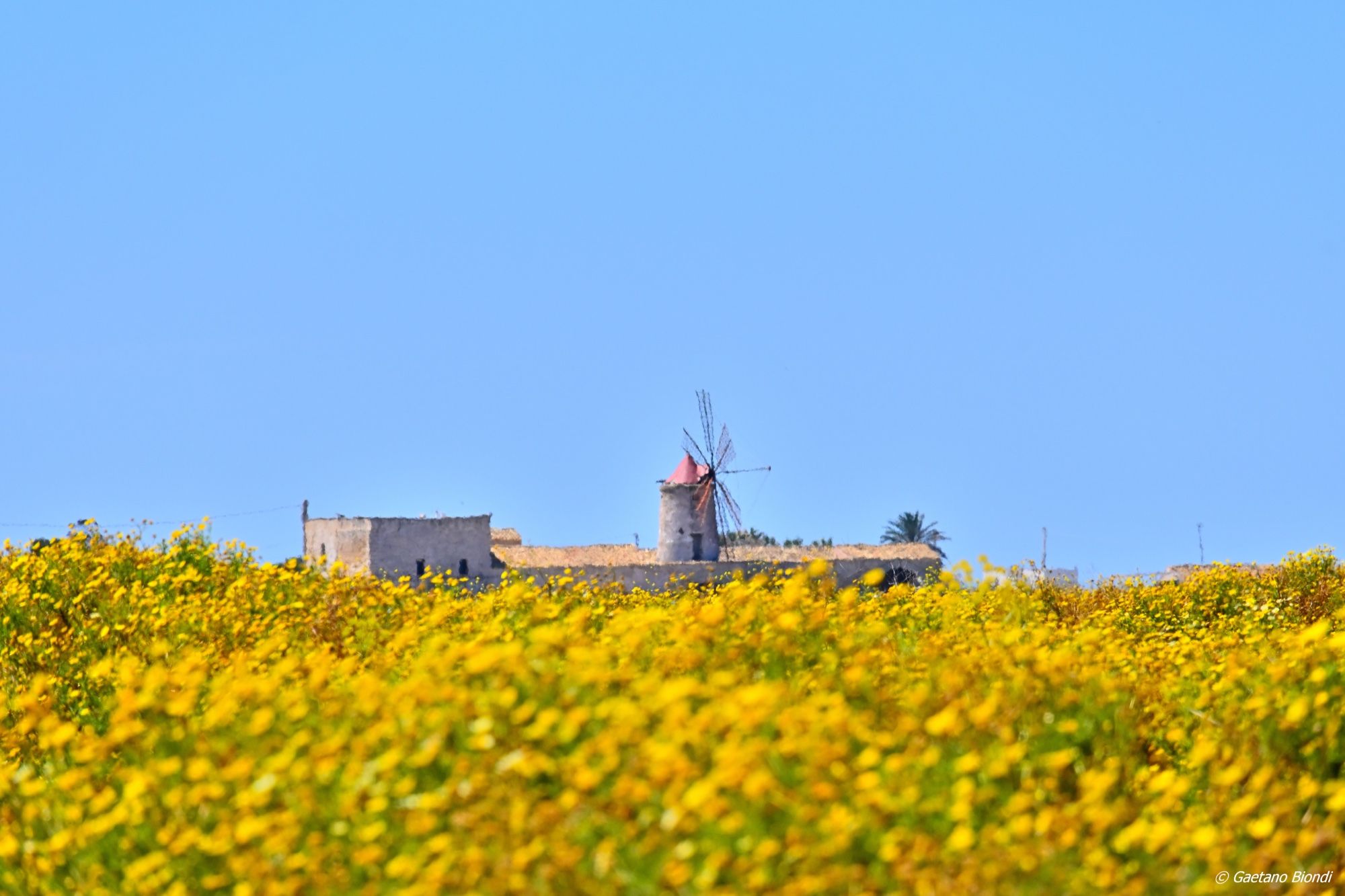 Saline di Paceco con il mulino a vento tra i fiori gialli